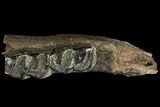 Fossil Rhino (Stephanorhinus) Jaw Section - Germany #111878-5